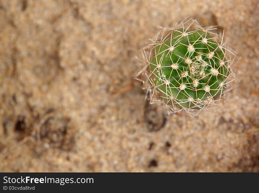 Green cactus from bug eye view