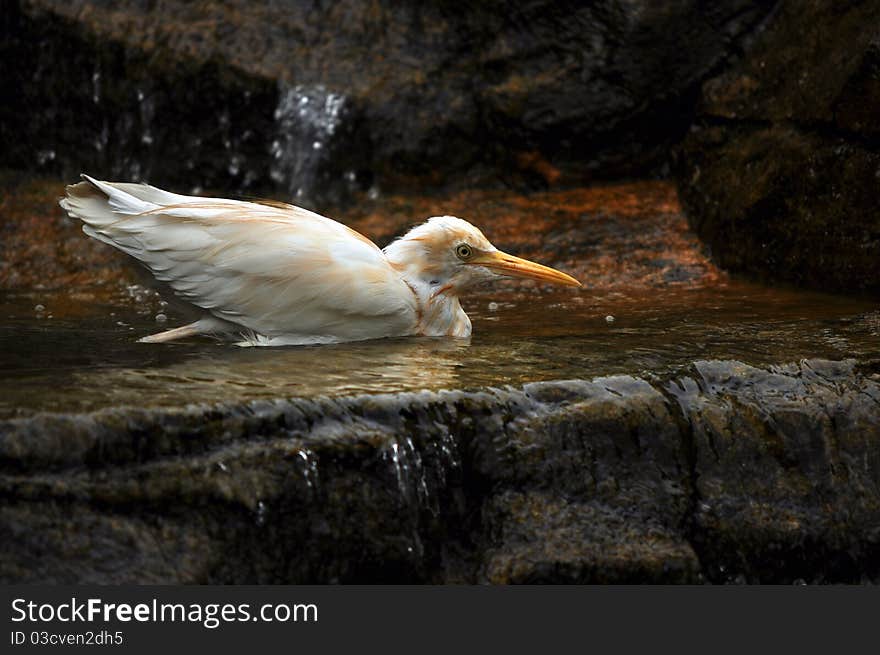 Small wading white stork by a waterfall beneath soft light.