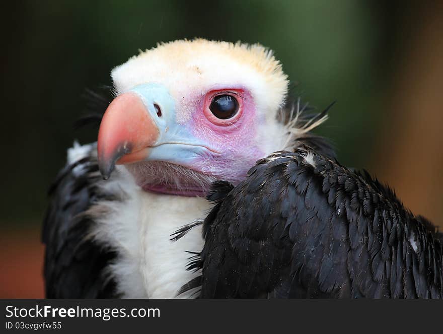 Big bird. Closeup with blured background. Big bird. Closeup with blured background.