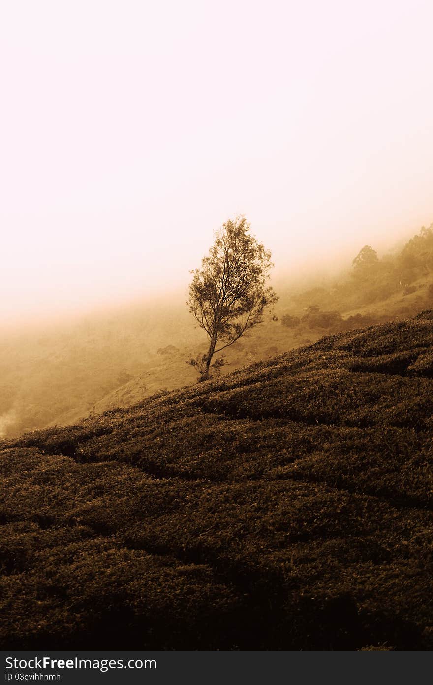 Lonely tree in a tea plantation