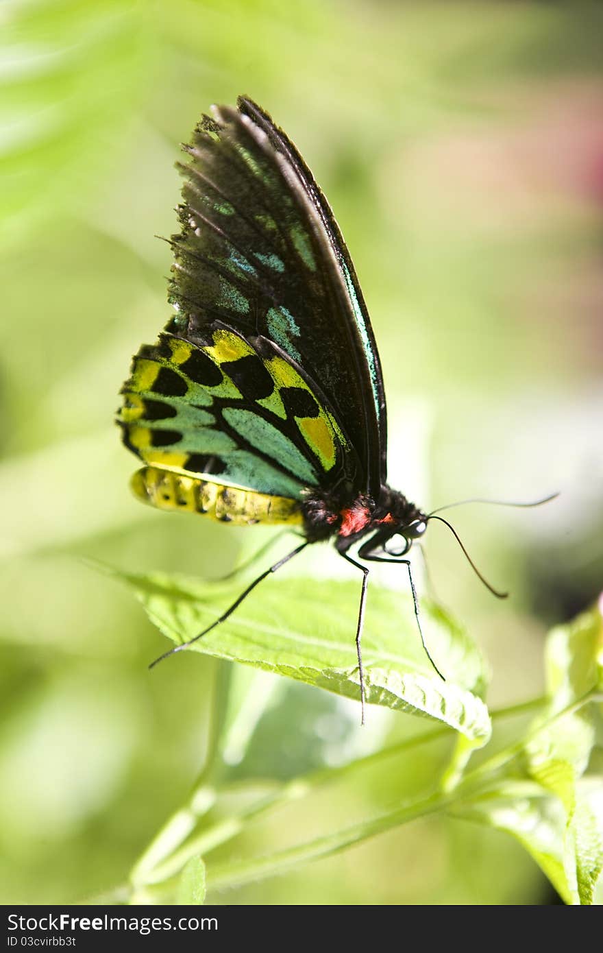 Sunny Day Butterfly