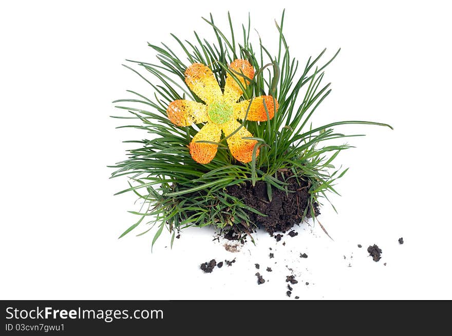 Isolated green grass on a white background