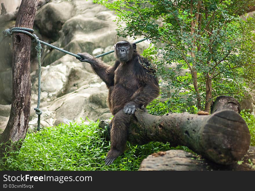 Spectacular chimpanzee posing in the zoo