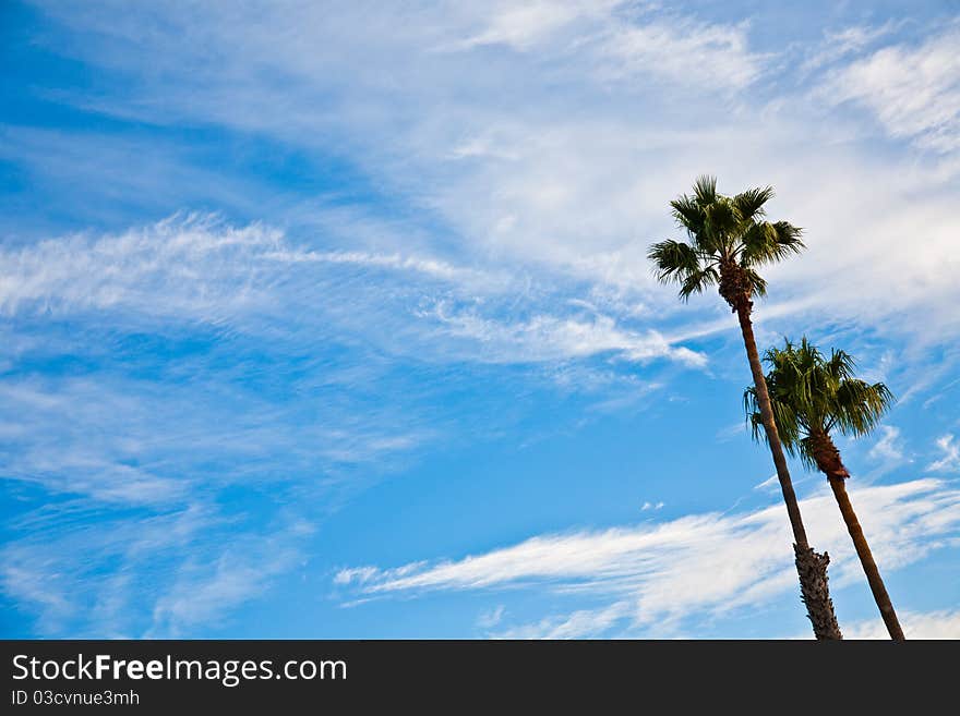 Cloudy blue sky with tall palm trees