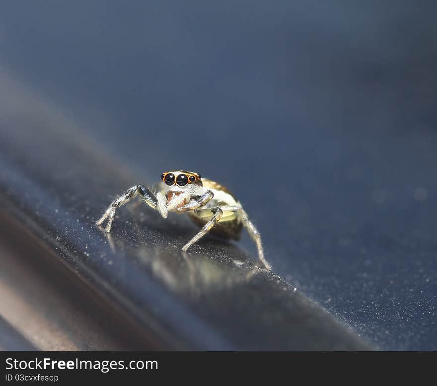 Jumper spider