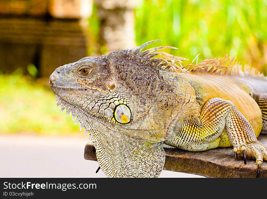 A big yellow iguana walking. A big yellow iguana walking