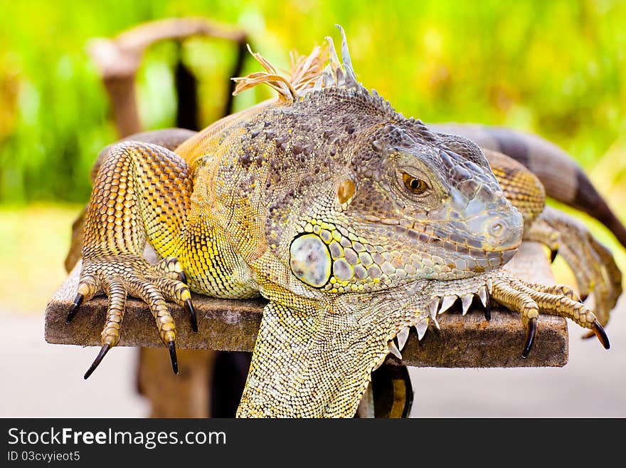 A big iguana standing on a stone. A big iguana standing on a stone