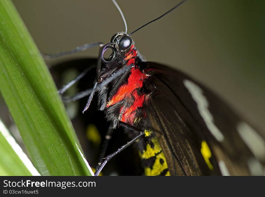 This is a photo of a Swallowtail Butterfly, believed to be a Black Swallowtail Butterfly, of the Papilionidae family, may be an Orchard Swallowtail.