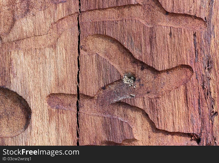 Detail of a wood worms path on dead brown wood. Detail of a wood worms path on dead brown wood