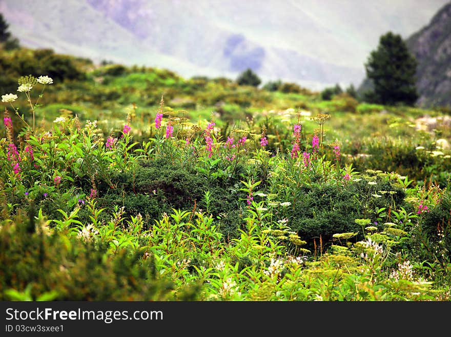 A field of flowers in the mountains