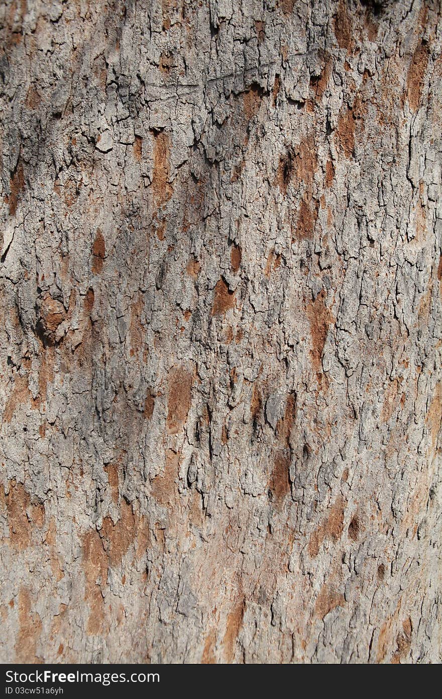 Detail of the texture of a tree trunk. Detail of the texture of a tree trunk