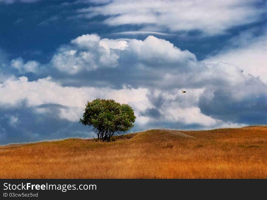 Flying bee upon meadow & alone tree