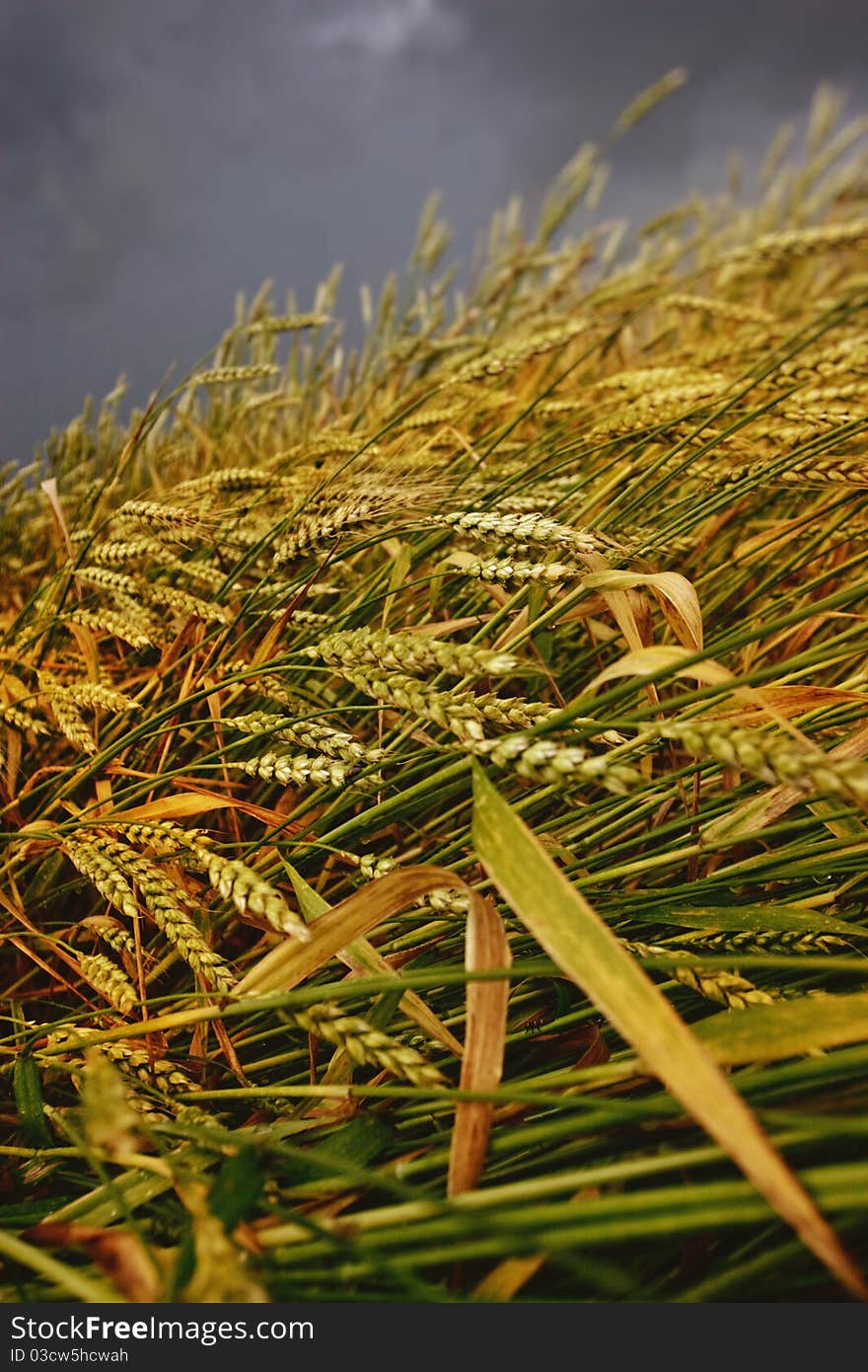 Wheat bending under thunderstorm cyclone. Wheat bending under thunderstorm cyclone