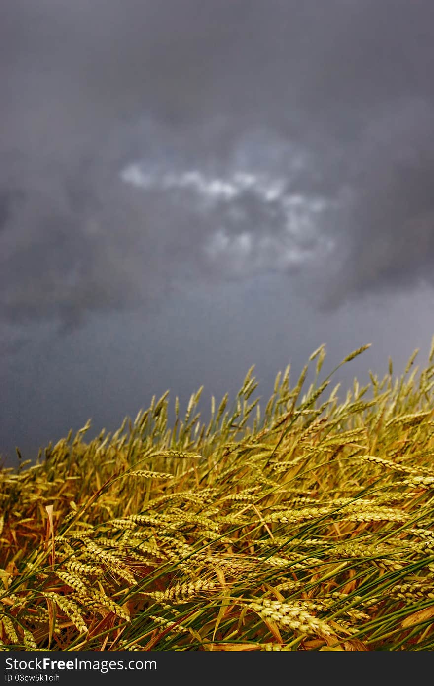 Wheat bending under thunderstorm cyclone. Wheat bending under thunderstorm cyclone