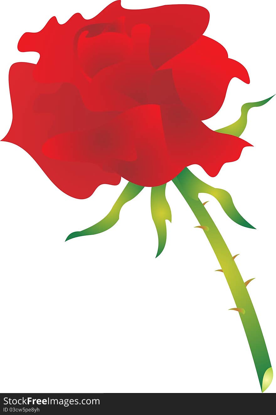 Beautiful rose on a white background. Vector Illustration