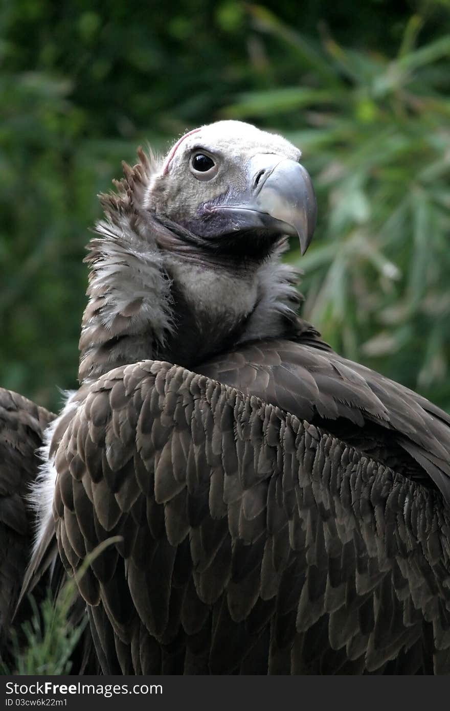 Lappet-faced Vulture