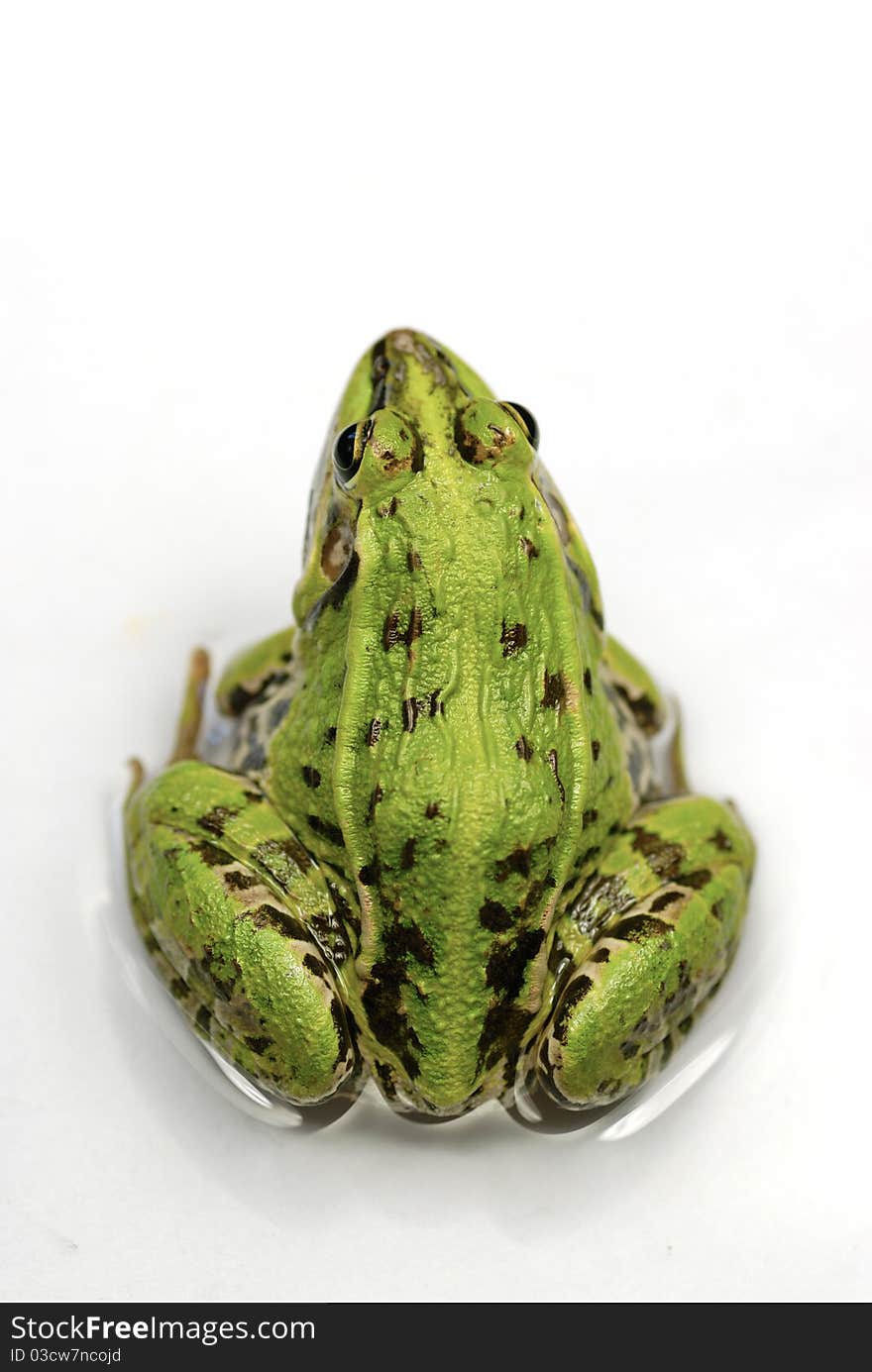 Green frog