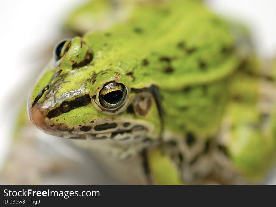 Green frog close up shot