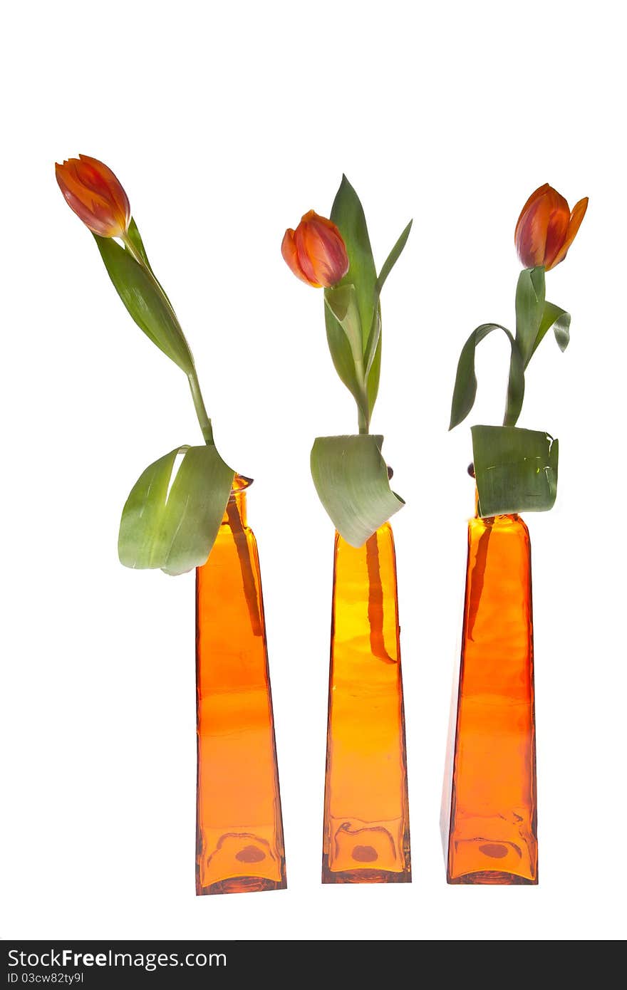 Orange tulips