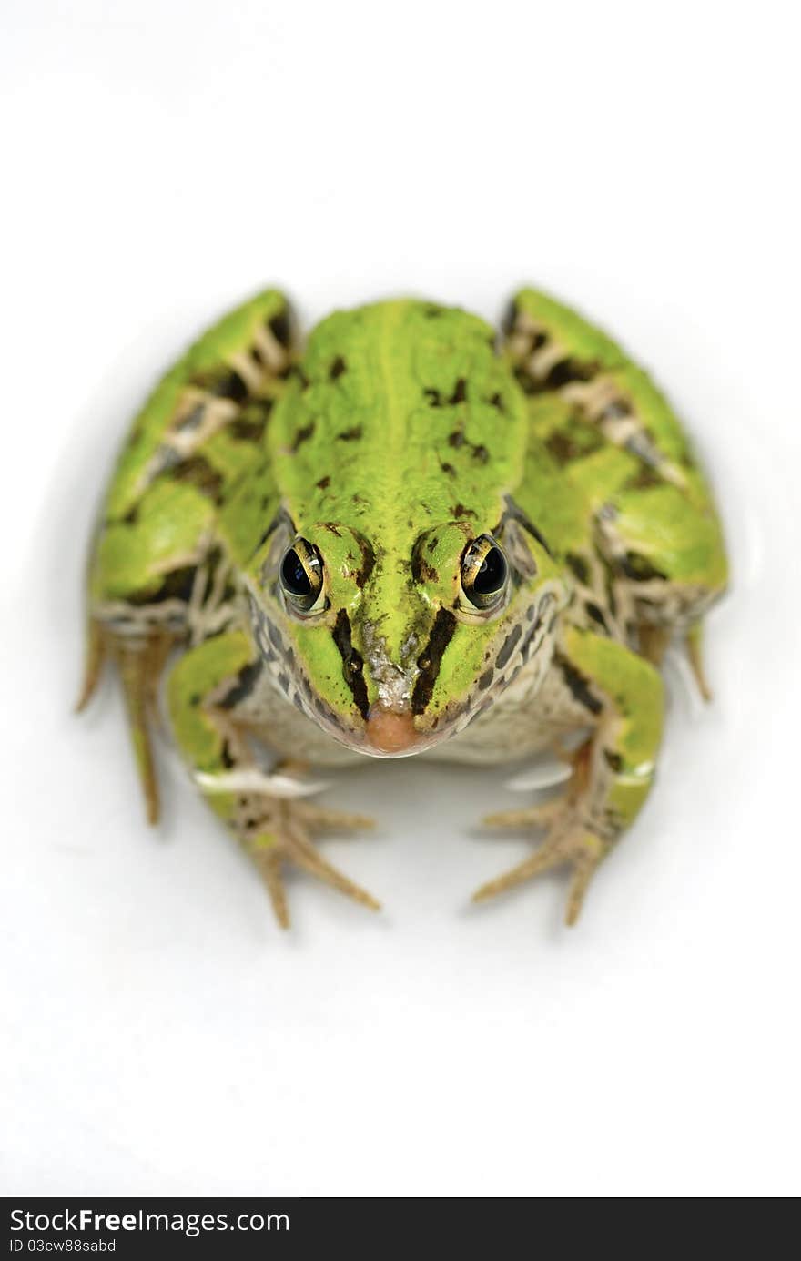 Green frog