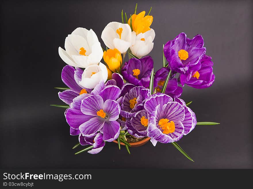 Crocus close up on black background