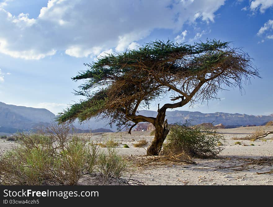 This shot was taken in geological park Timna, desert of Negev, Israel. This shot was taken in geological park Timna, desert of Negev, Israel