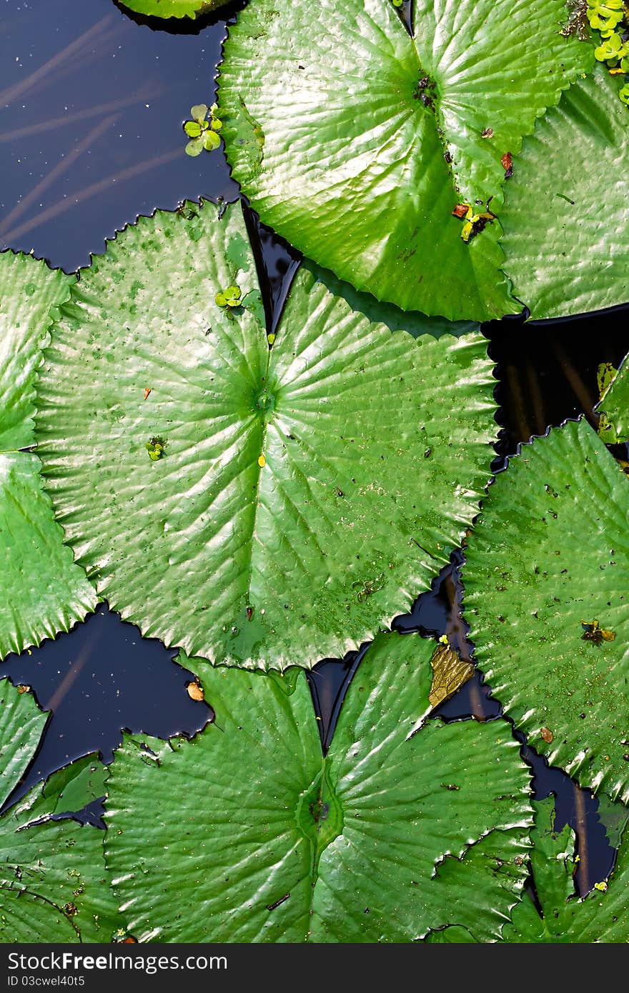 Lotus leaf