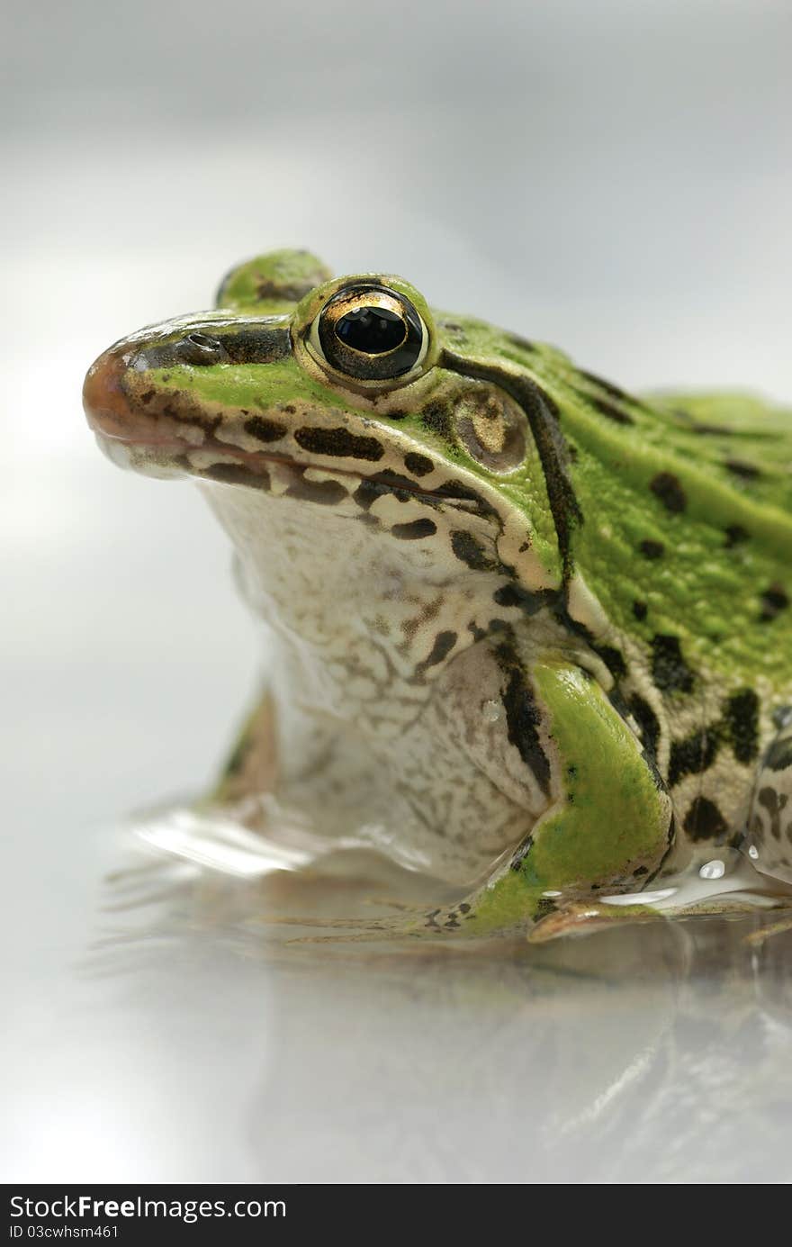 Green frog close up shot