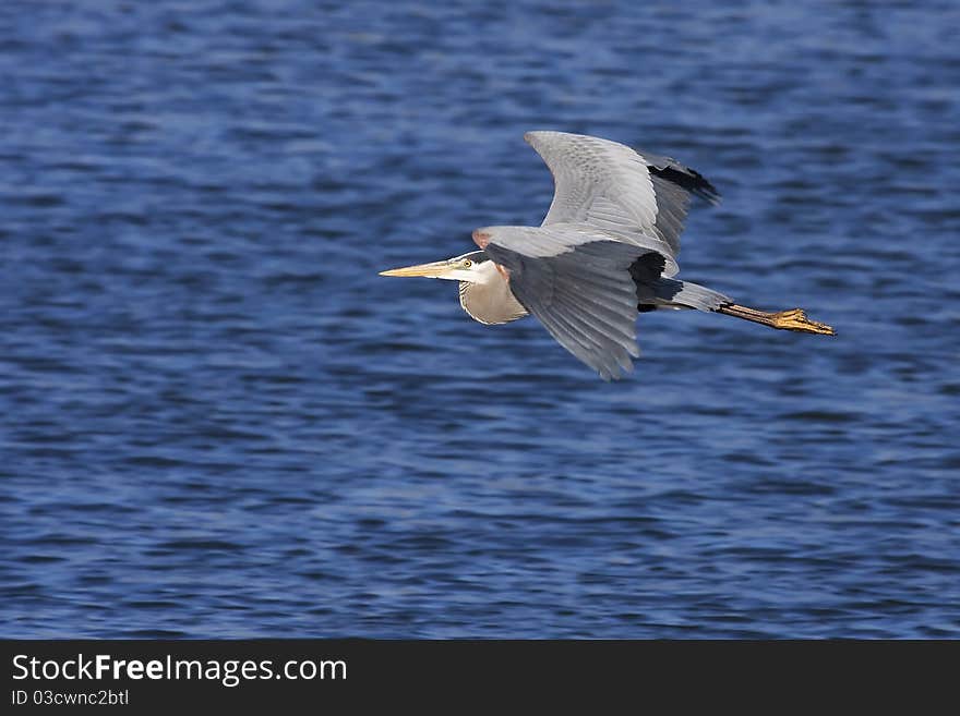 Great Blue Heron Flying