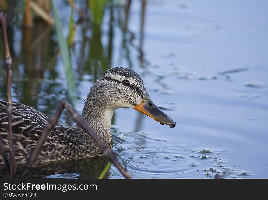 Female Mallard Swimming