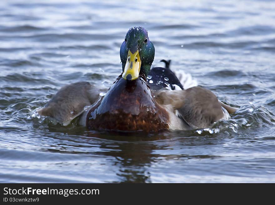 Colorful mallard swimming