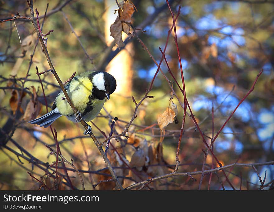 Curious titmouse