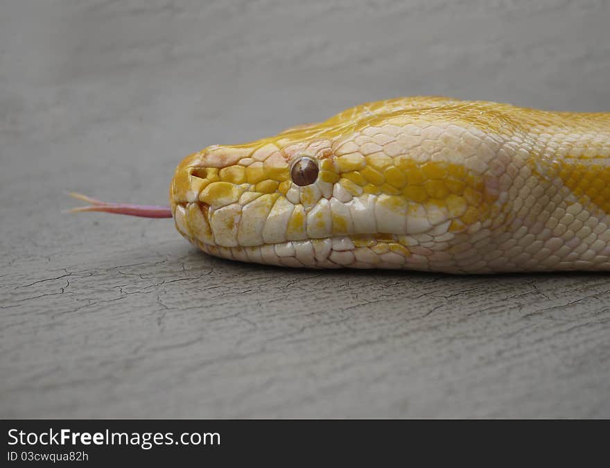 Albino Python And Forked Tongue