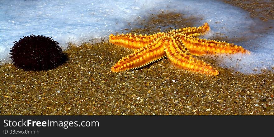 Sea urchins and star