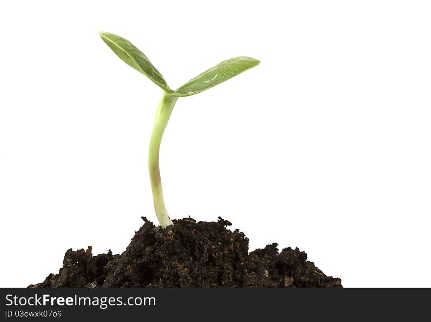 Small germ Sunflower closeup on white background. Small germ Sunflower closeup on white background