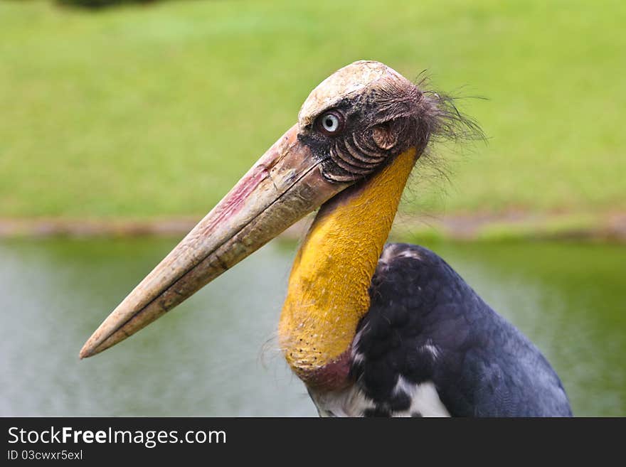 Wild bird marabu with a skin head