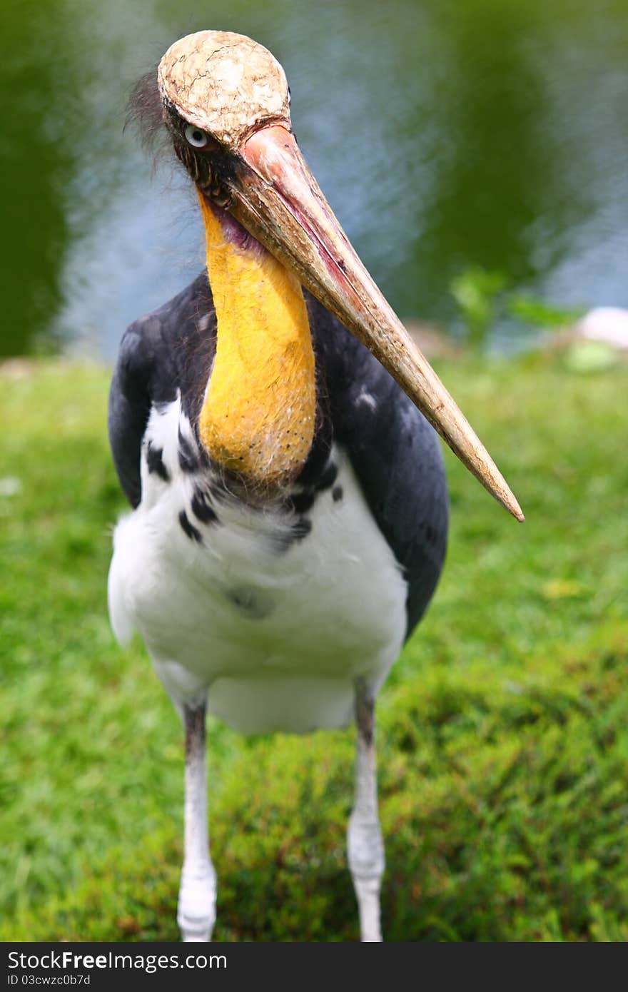 Wild bird marabu with a skin head