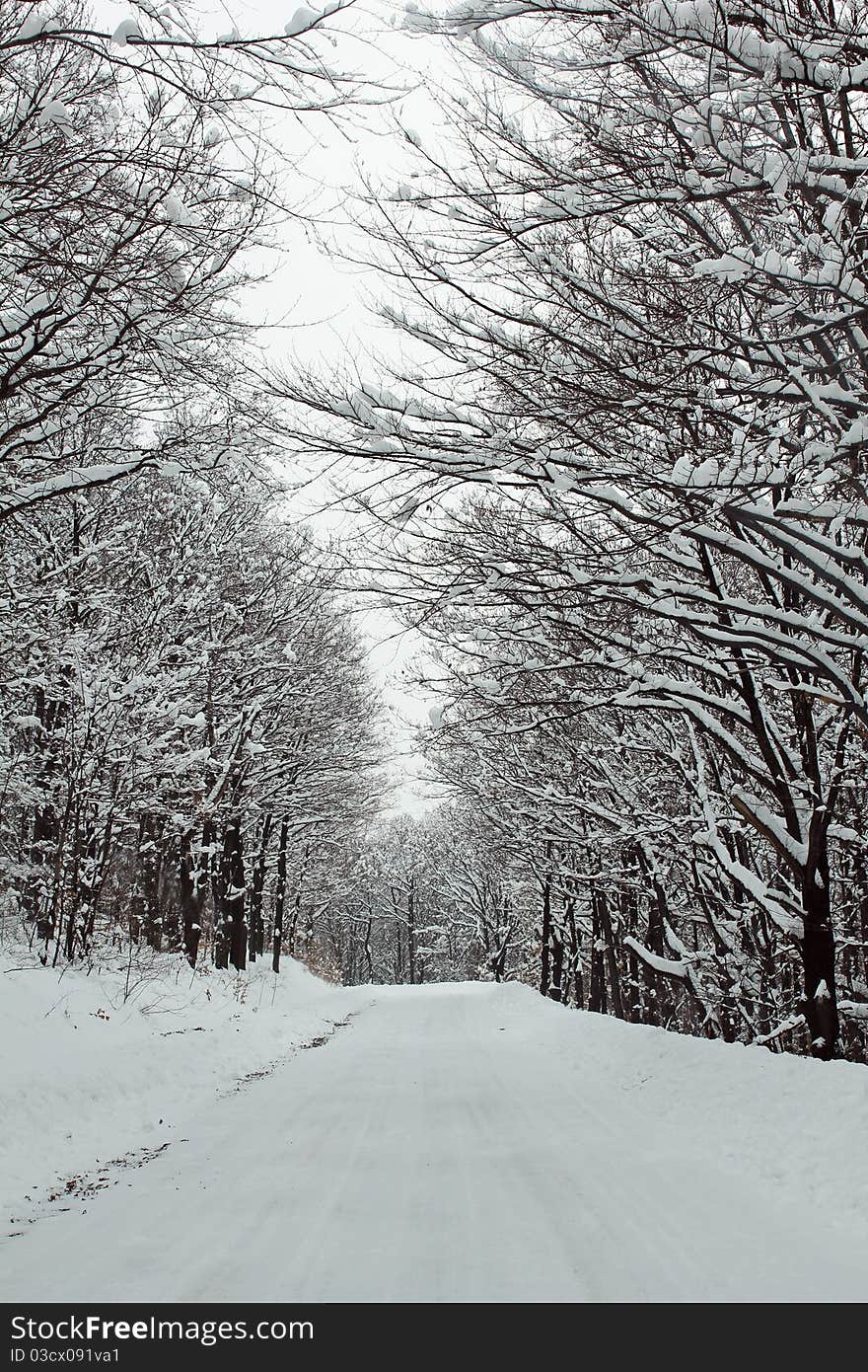 Winter idyll tree with snow