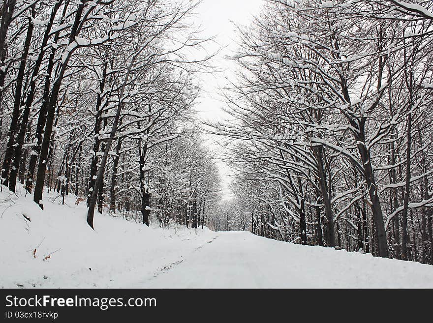 Winter idyll tree with snow