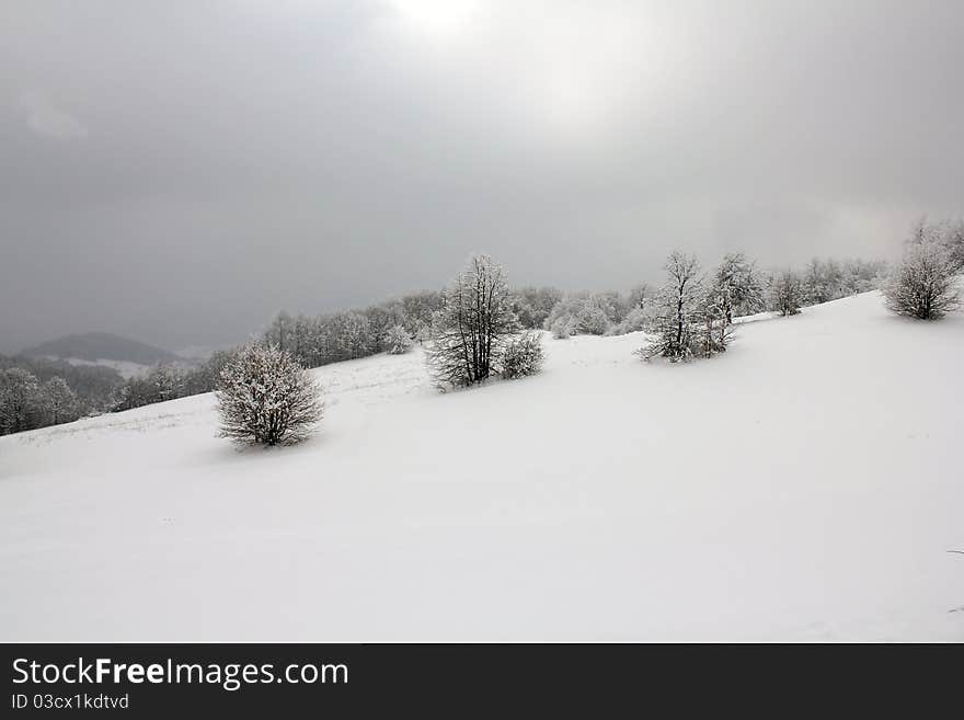 Winter idyll tree with snow