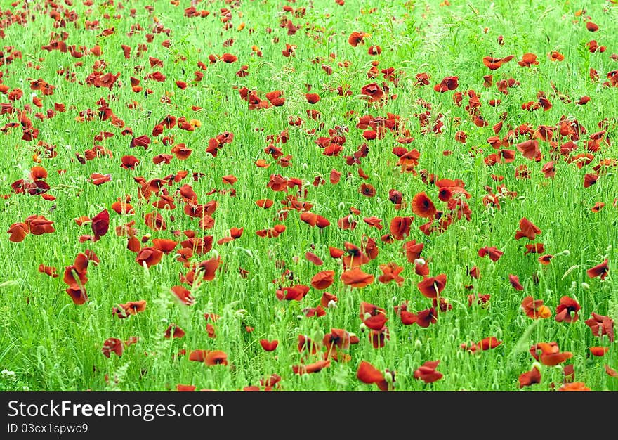 Poppies