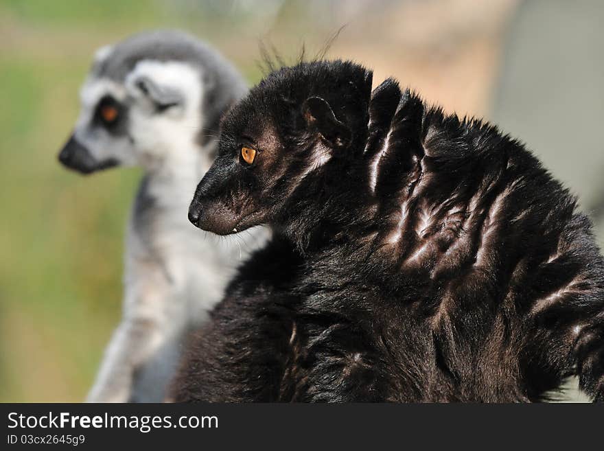 Lemurs