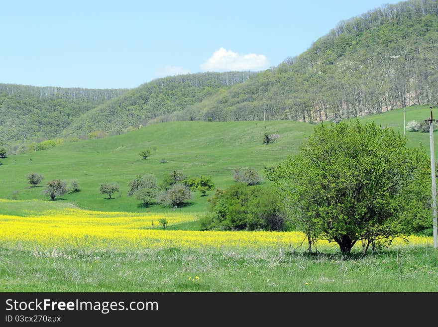 Blooming Valley In The Mountains