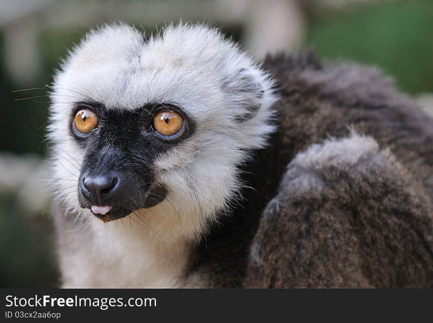 Lemur