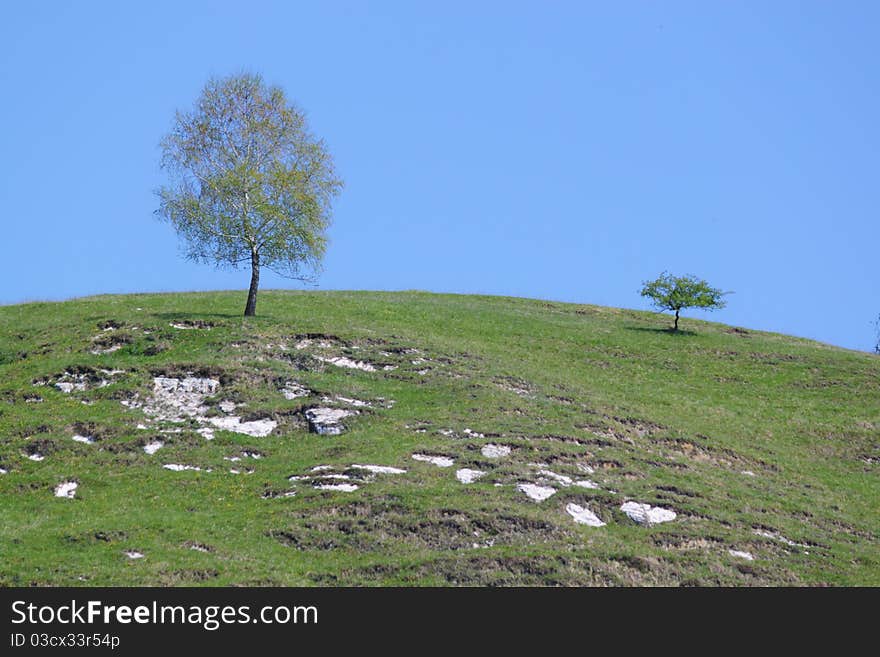 Tree on top of a mountain