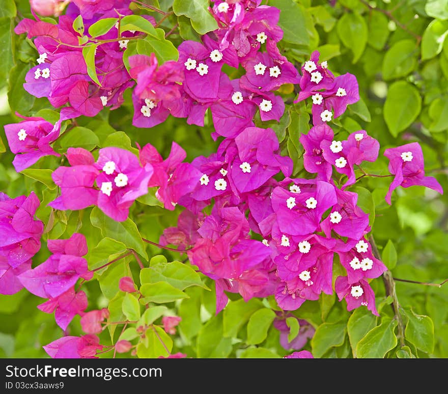 Bougainvillea flowers on a bush