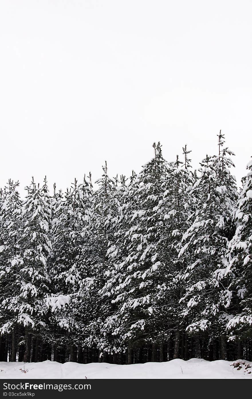 Winter idyll tree with snow