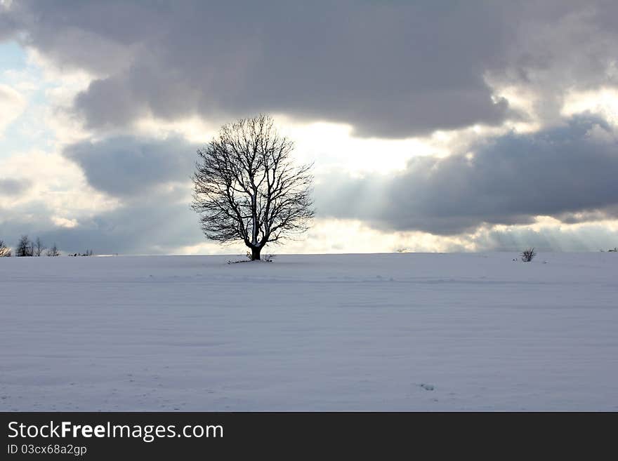 Winter idyll tree with snow