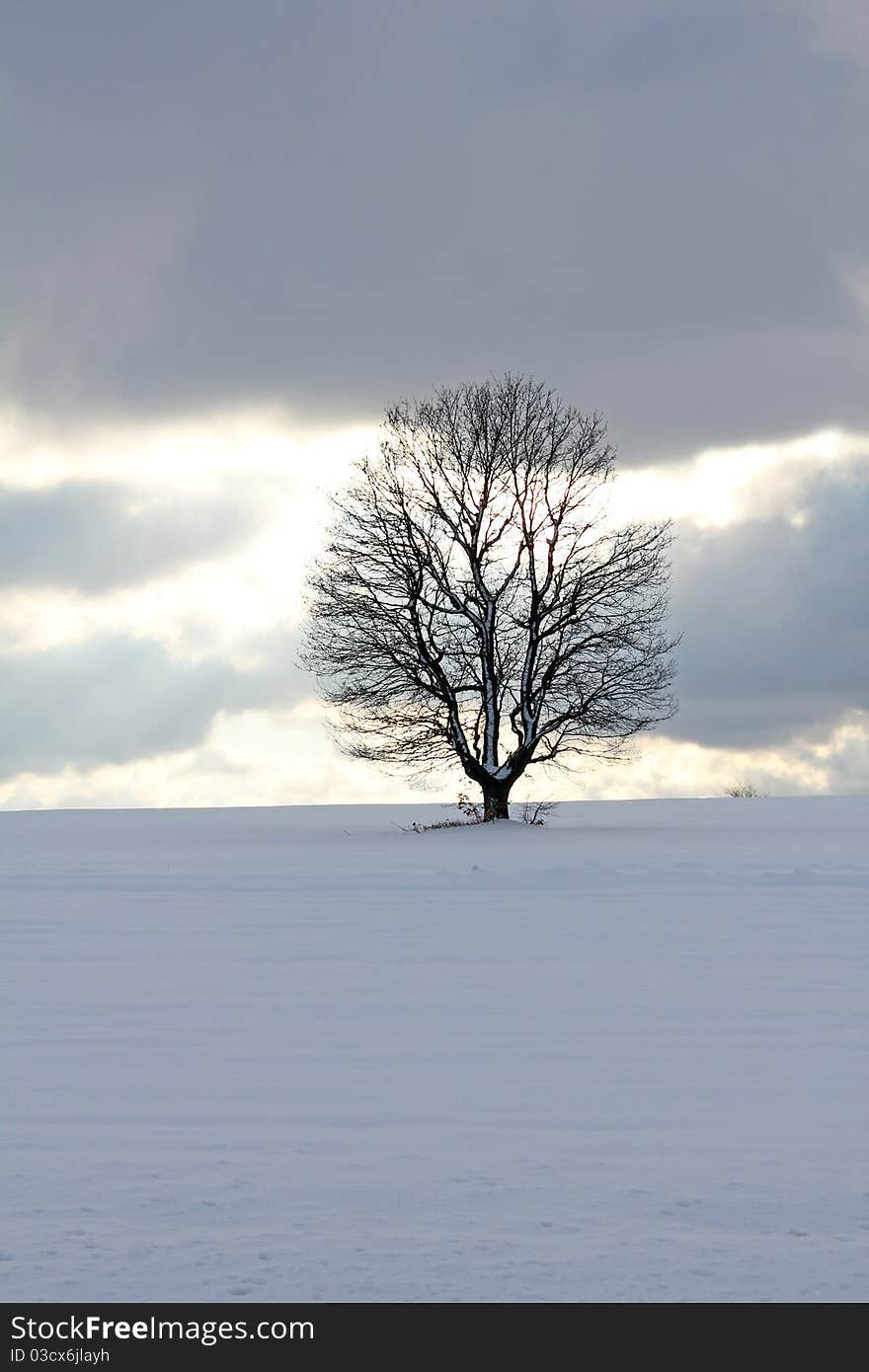 Winter idyll tree with snow