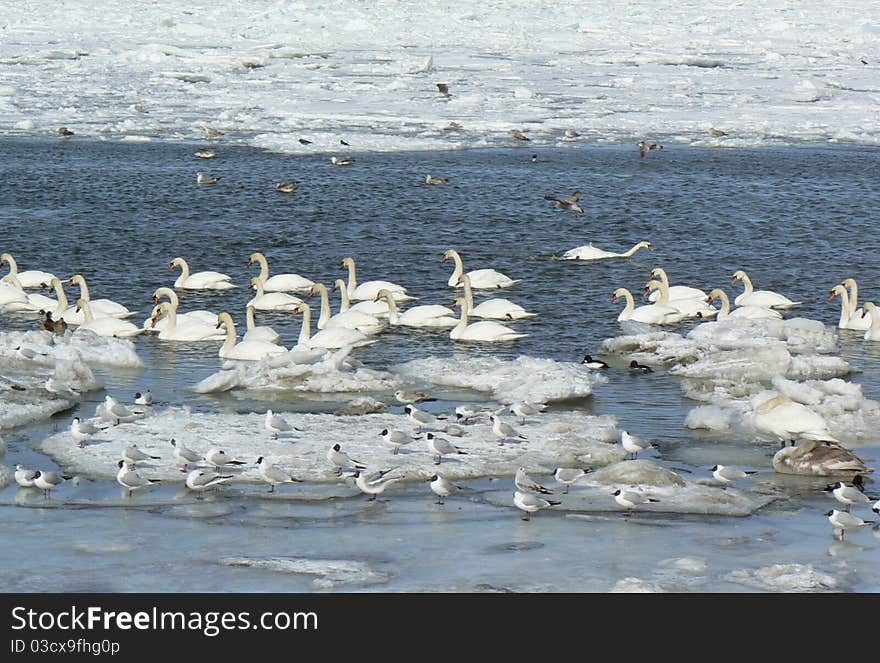 Swans on seacoast in winter.